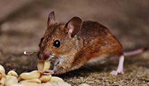 24 Hour & Emergency Exterminators in White Sulphur Springs, NC
